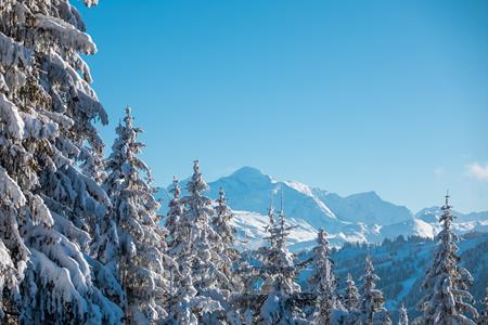 Early bird skis 2023-2024!